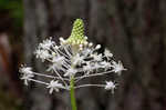 Eastern turkeybeard